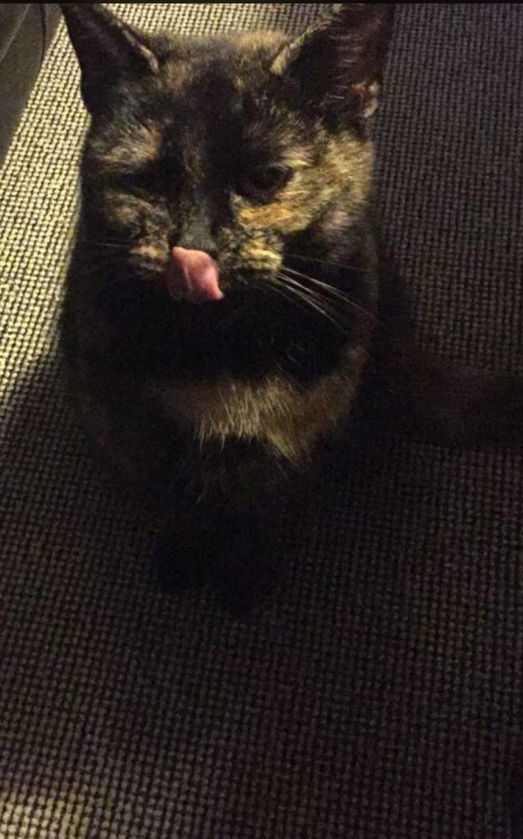 Huskat Spætmis billede 18