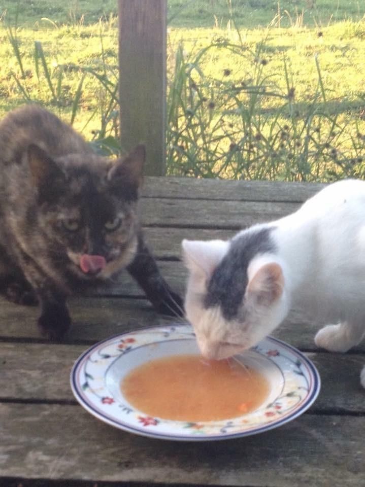 Huskat Spætmis billede 19