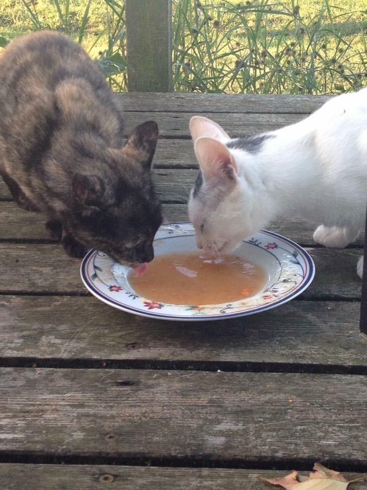 Huskat Spætmis billede 20