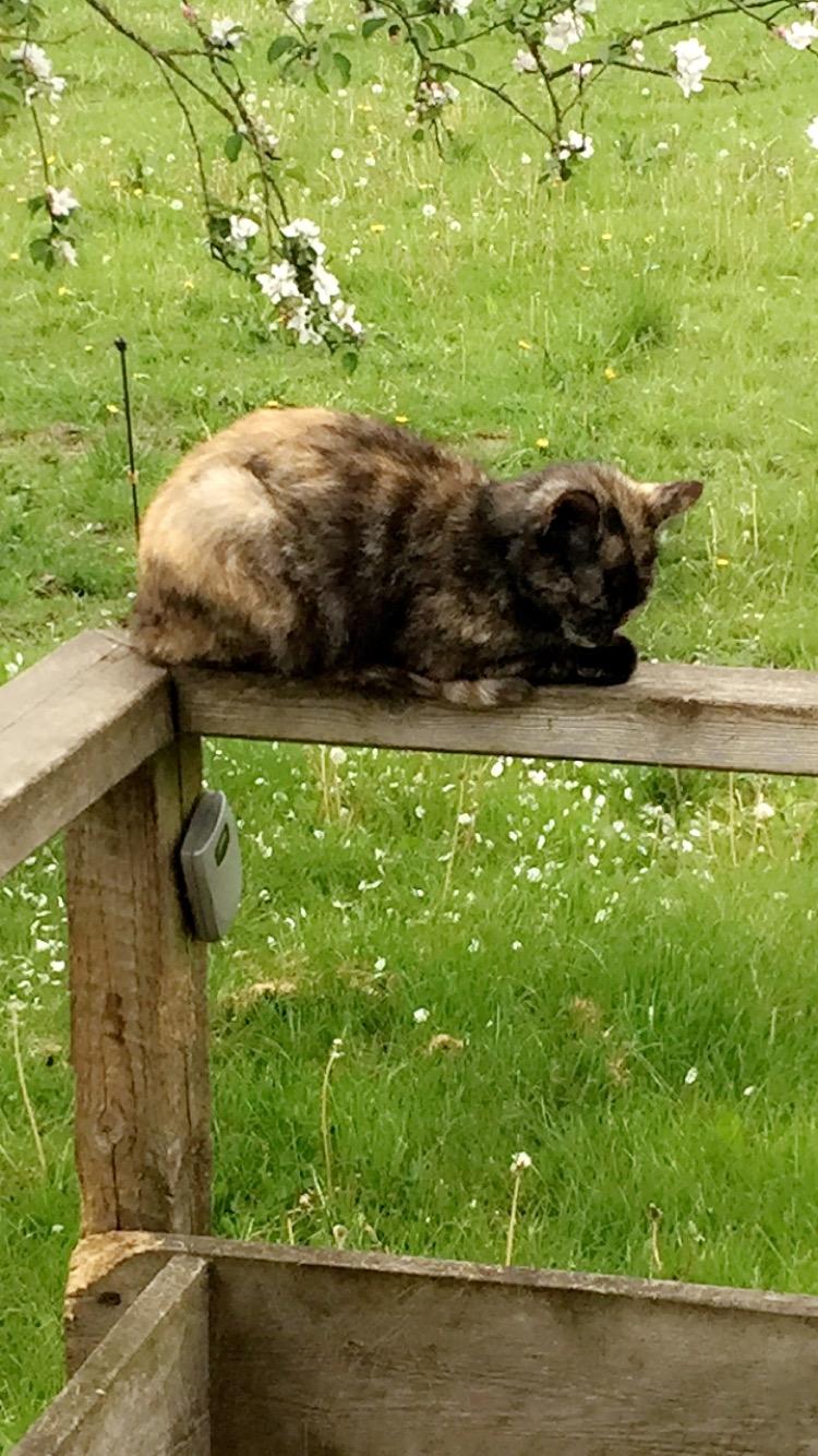 Huskat Spætmis billede 16