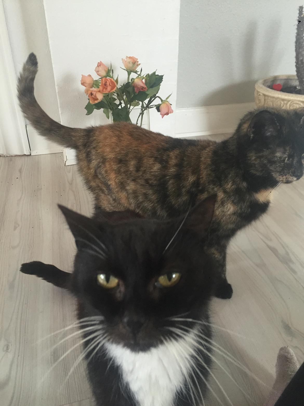 Huskat Spætmis billede 22