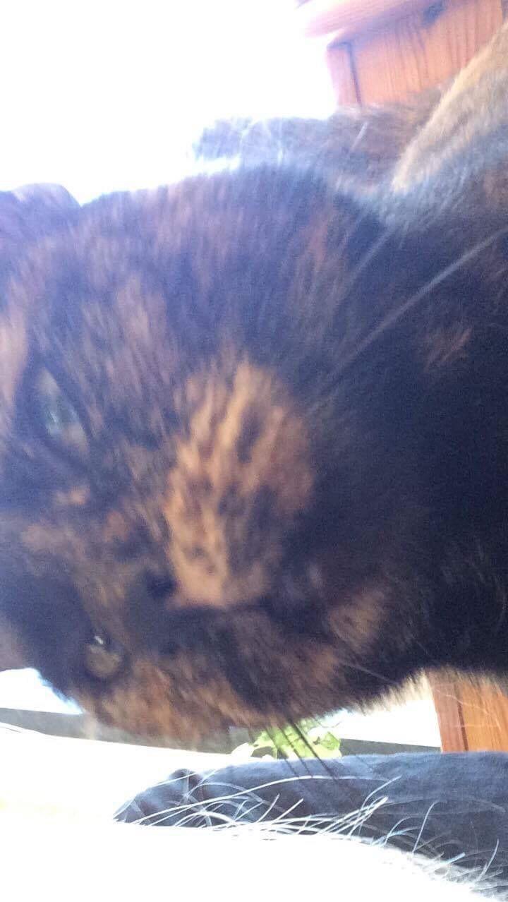 Huskat Spætmis billede 23