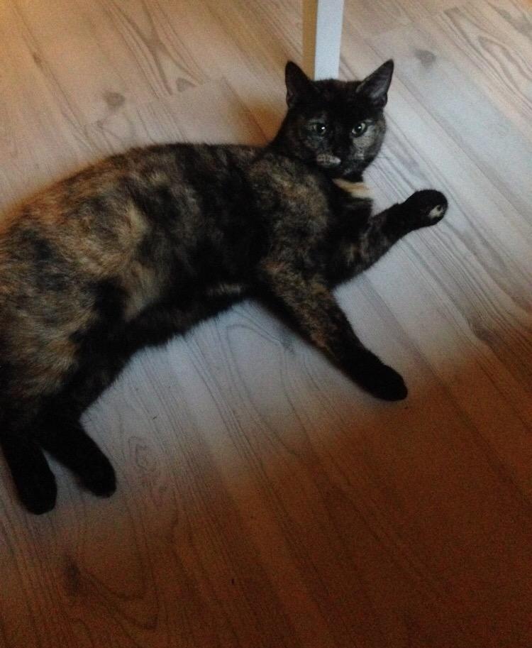 Huskat Spætmis billede 24