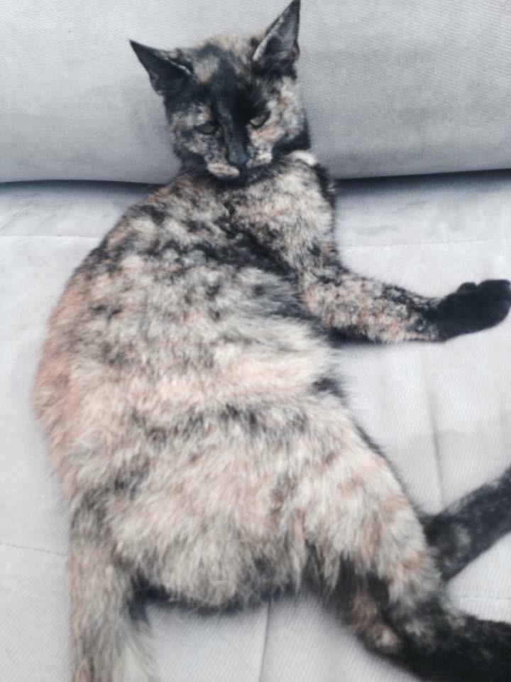 Huskat Spætmis billede 21