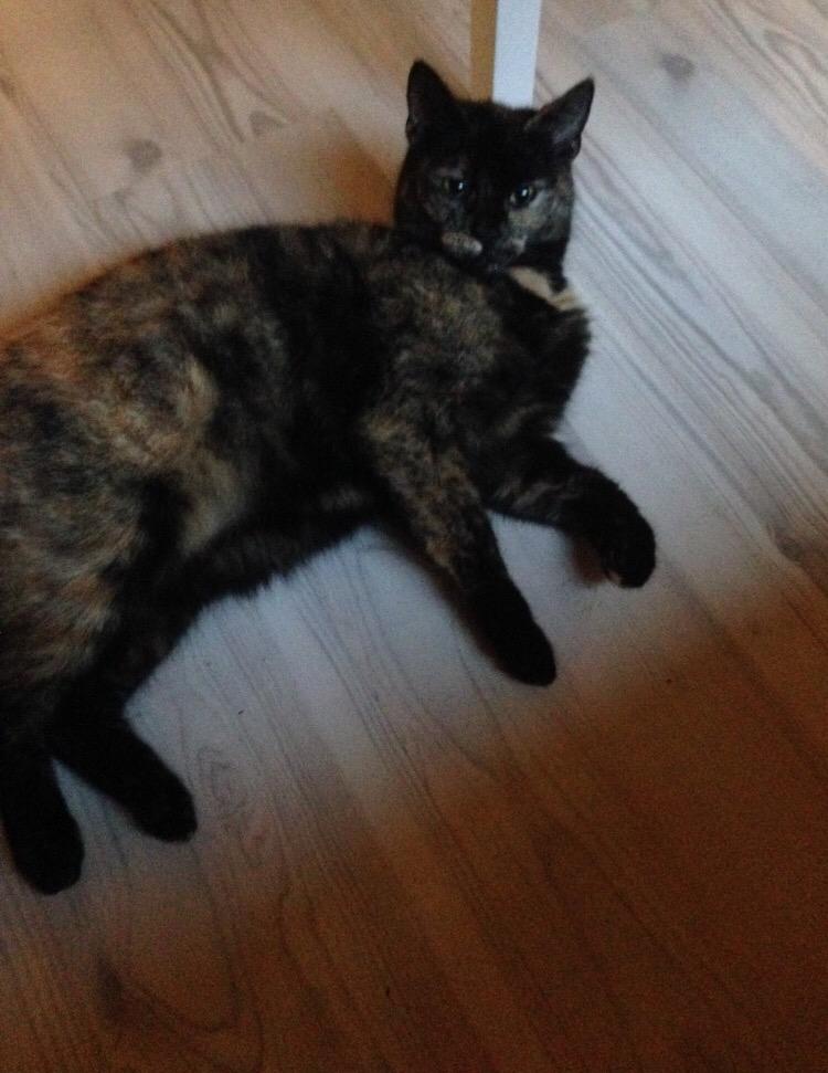 Huskat Spætmis billede 25