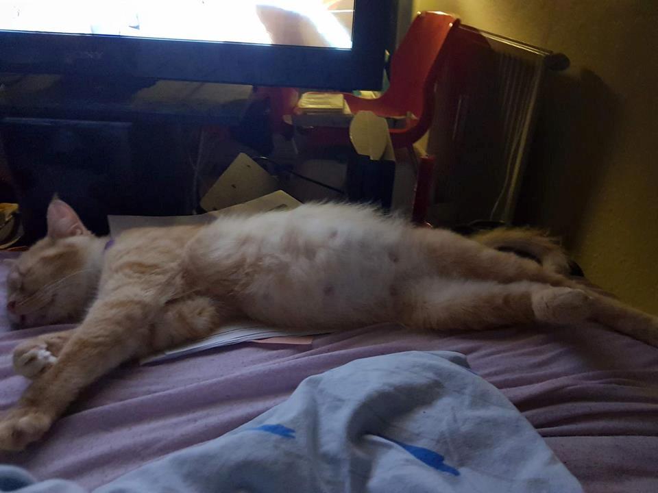 Huskat bella billede 5