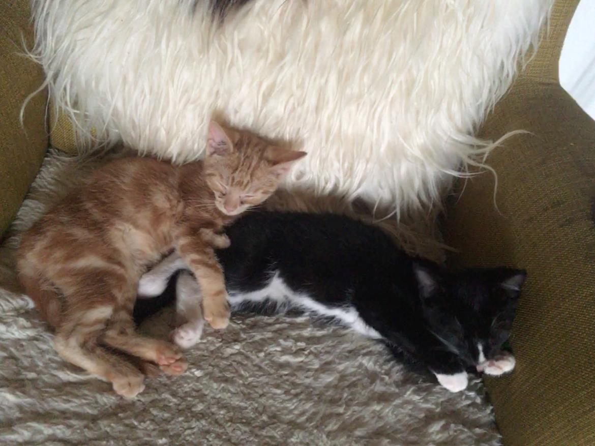 Huskat Felix billede 2