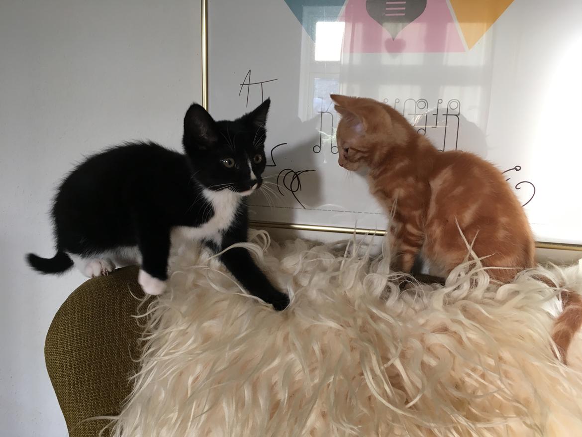 Huskat Felix billede 5