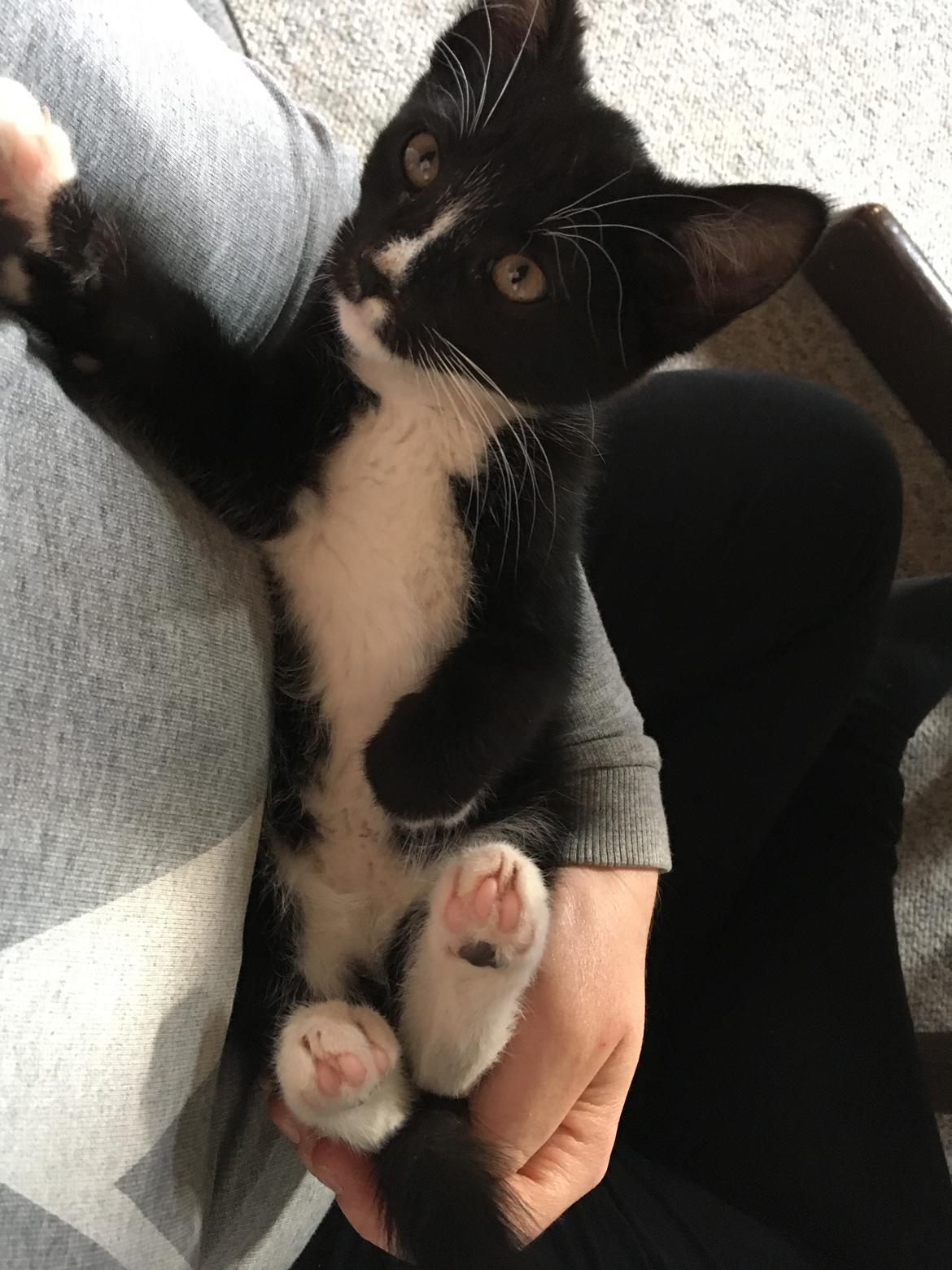 Huskat Felix billede 6