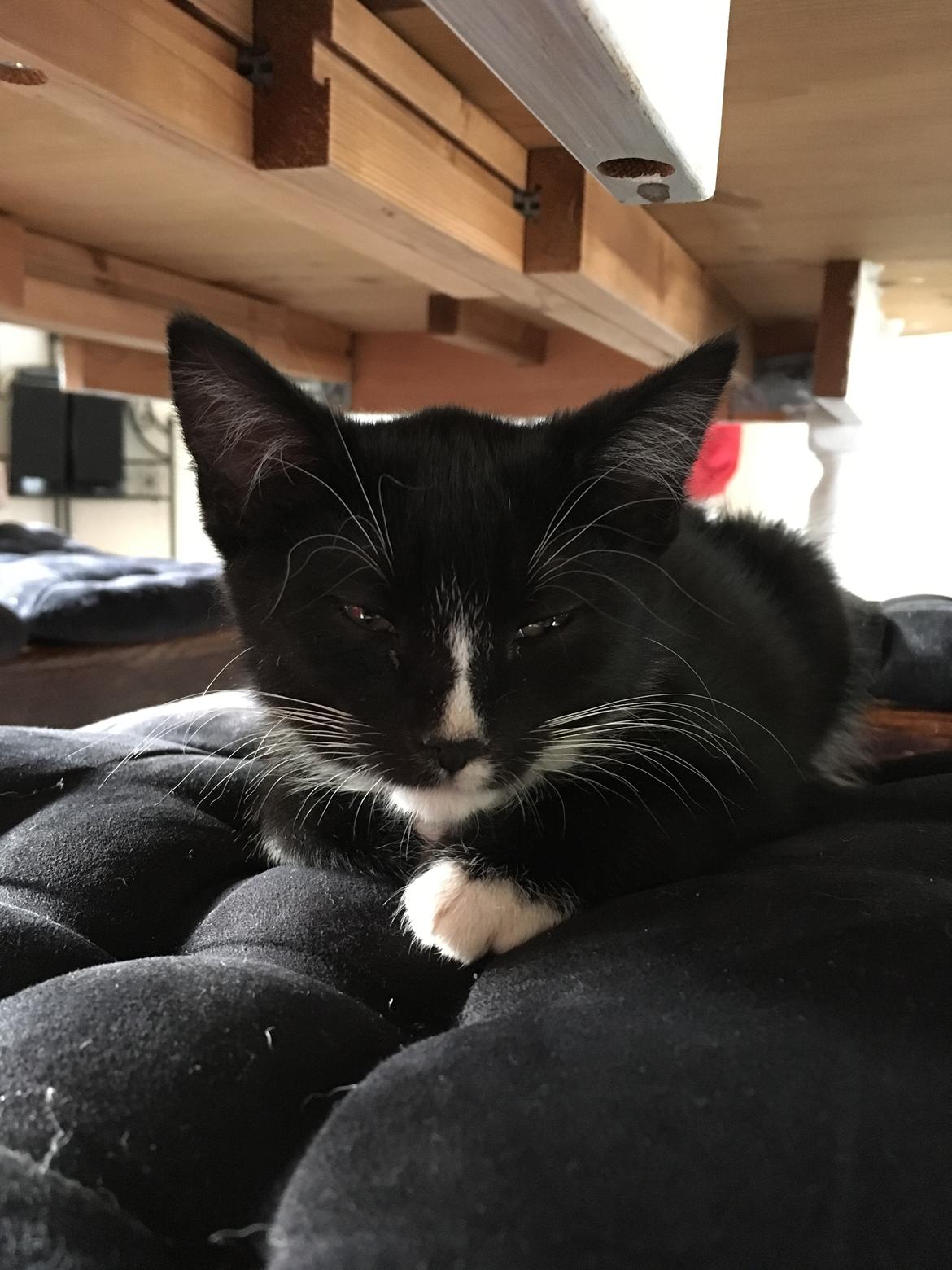 Huskat Felix billede 7