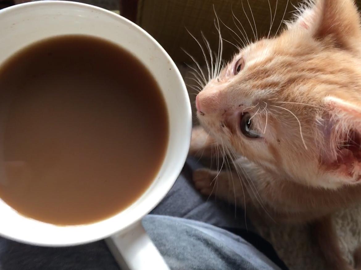 Huskat Ninja billede 6