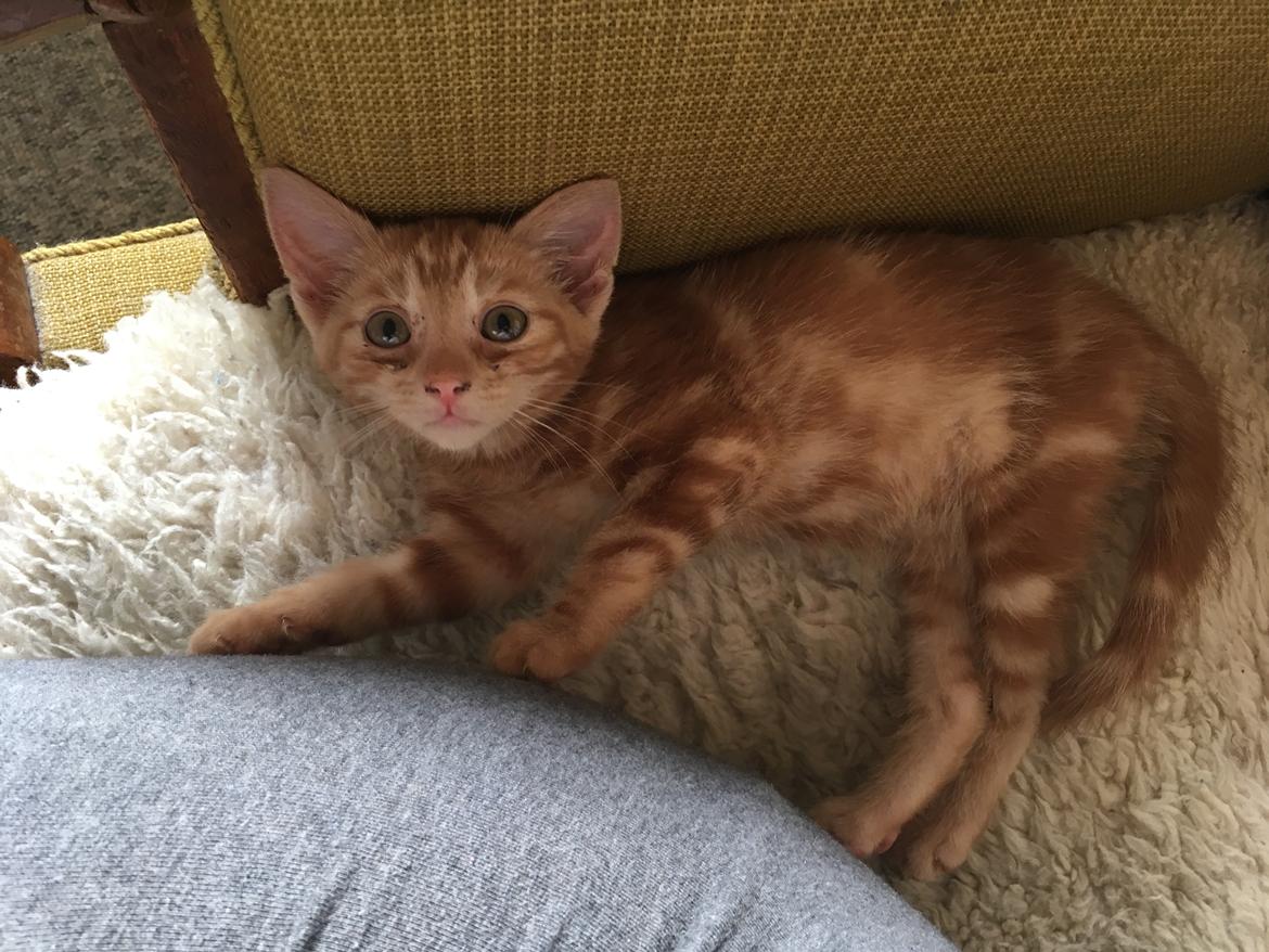 Huskat Ninja billede 7