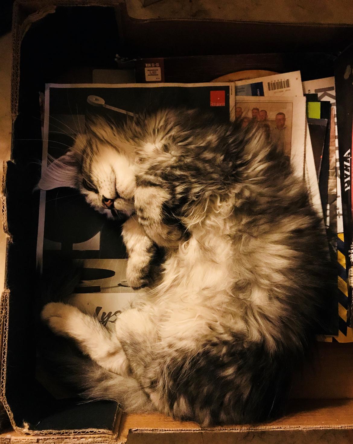 Maine Coon Jealars DK Hawi billede 2
