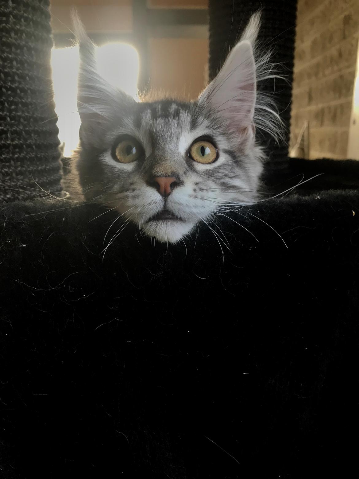 Maine Coon Jealars DK Hawi billede 7