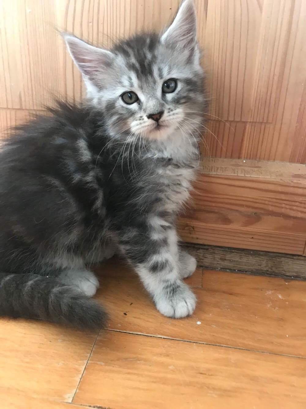 Maine Coon Jealars DK Hawi billede 9