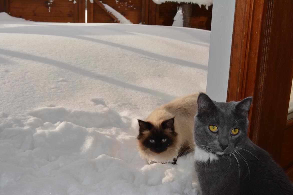 Blanding af racer Holly (Himmelkat) billede 20