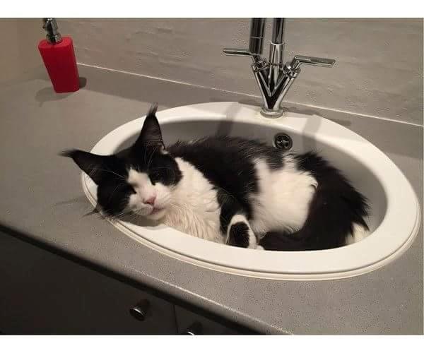 Maine Coon Sivkjær's Discovery  billede 5