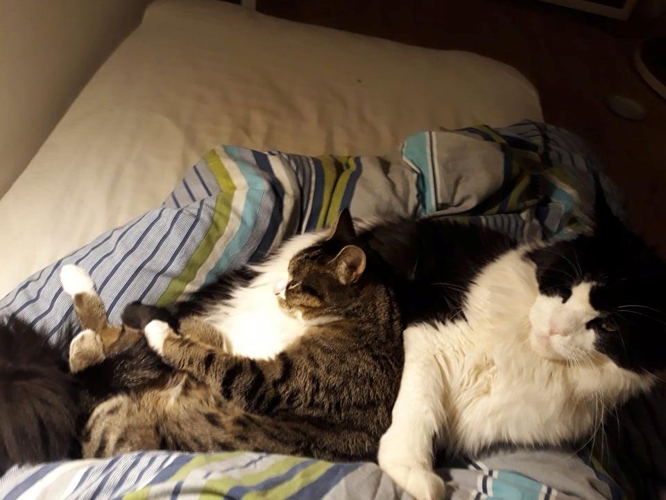 Maine Coon Sivkjær's Discovery  billede 8