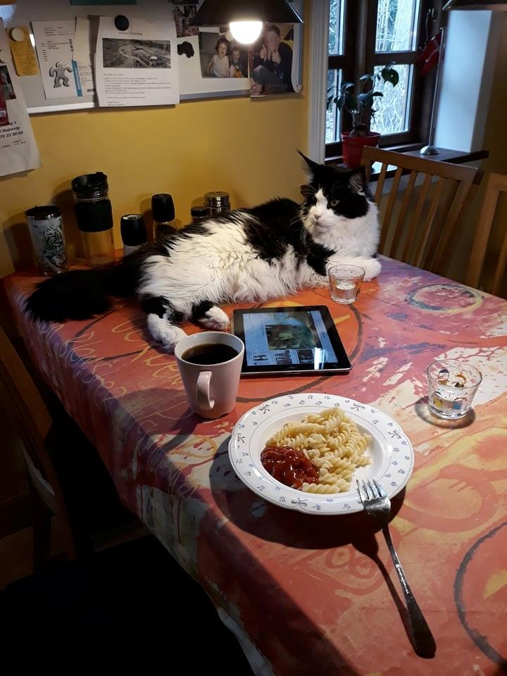 Maine Coon Sivkjær's Discovery  billede 10