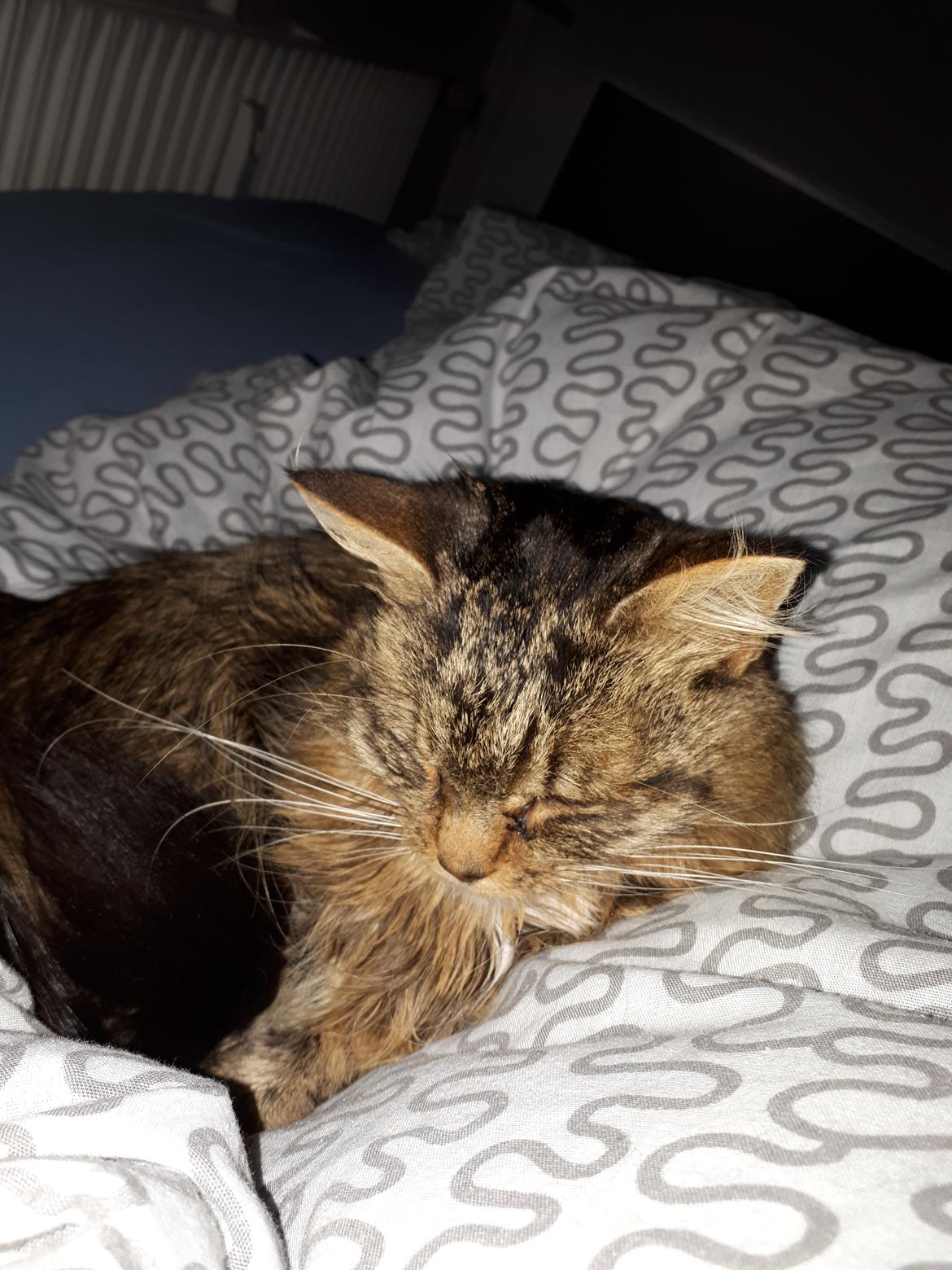 Blanding af racer Felix RIP billede 23