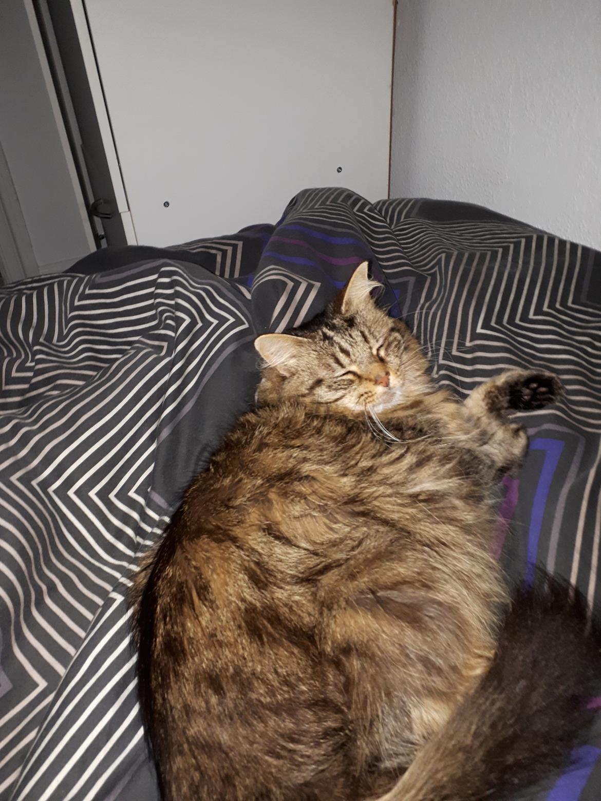 Blanding af racer Felix RIP billede 24