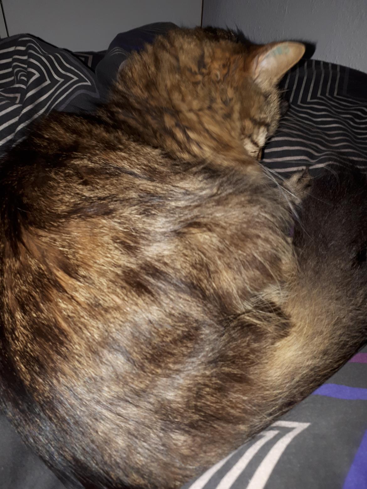 Blanding af racer Felix RIP billede 25