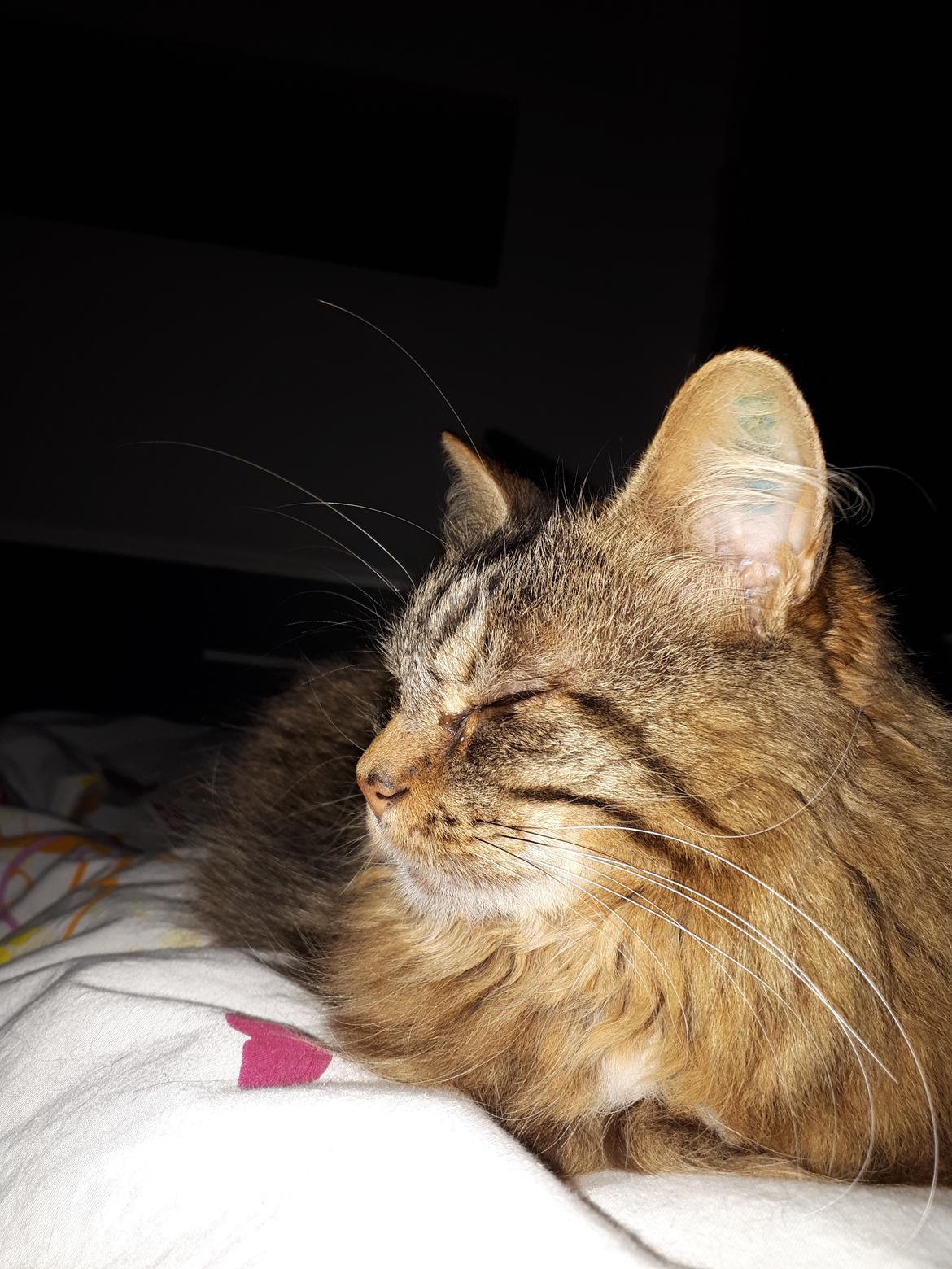 Blanding af racer Felix RIP billede 26