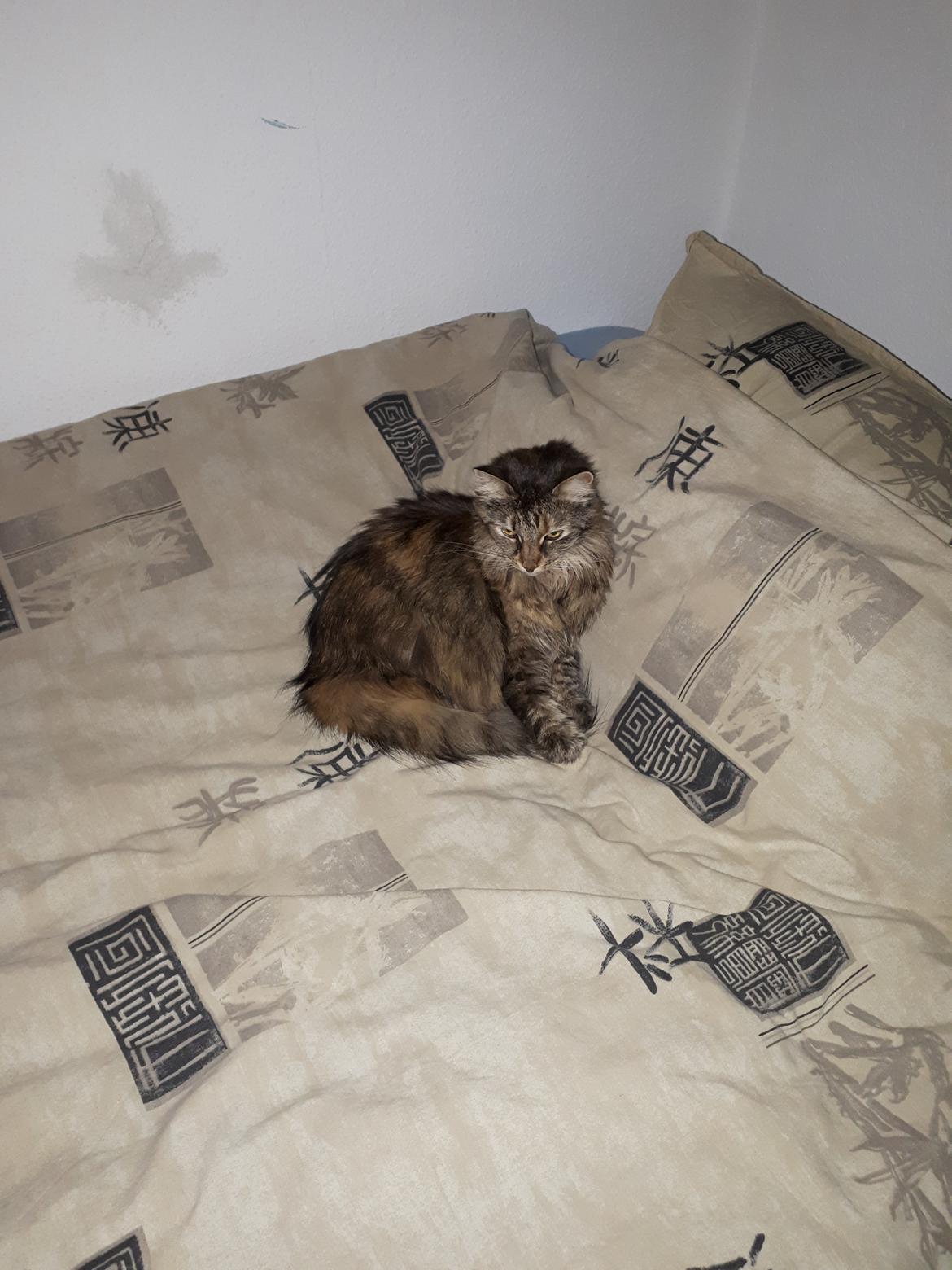 Blanding af racer Olivia billede 19