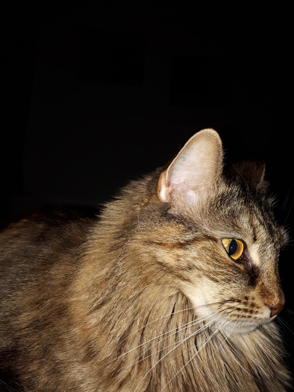 Blanding af racer Olivia billede 20