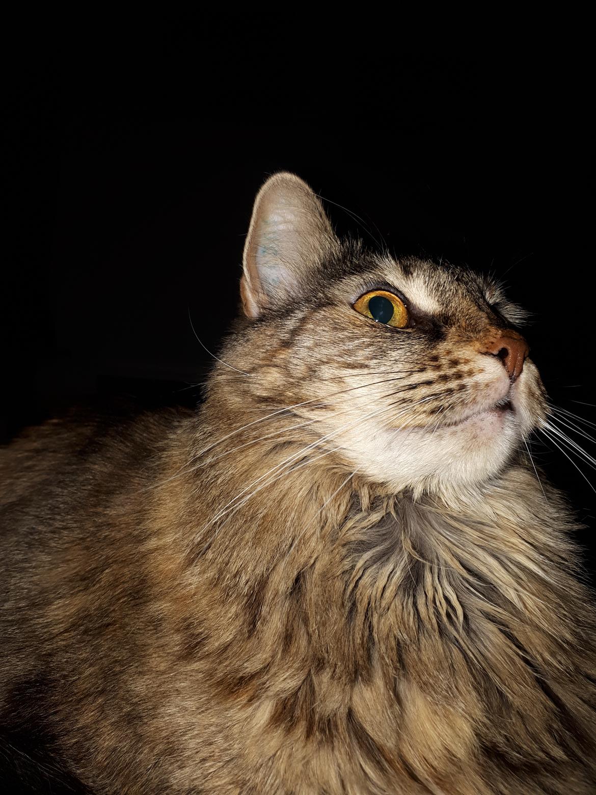 Blanding af racer Olivia billede 21