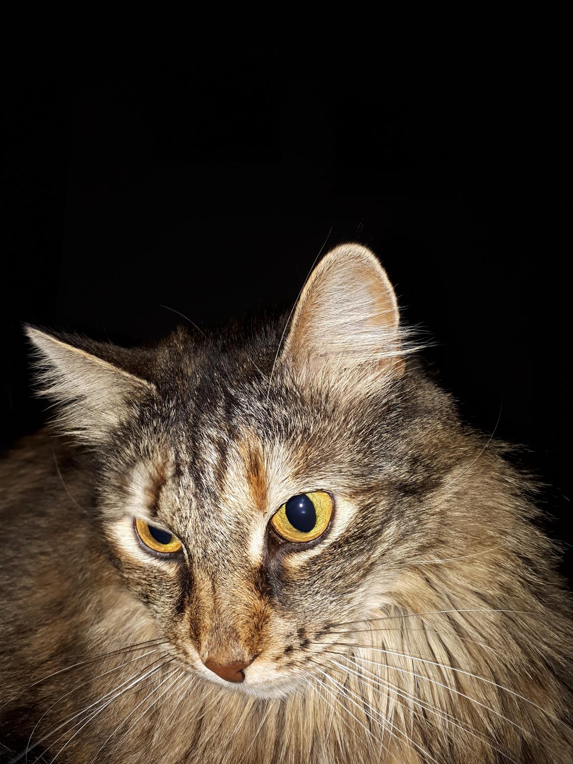 Blanding af racer Olivia billede 22