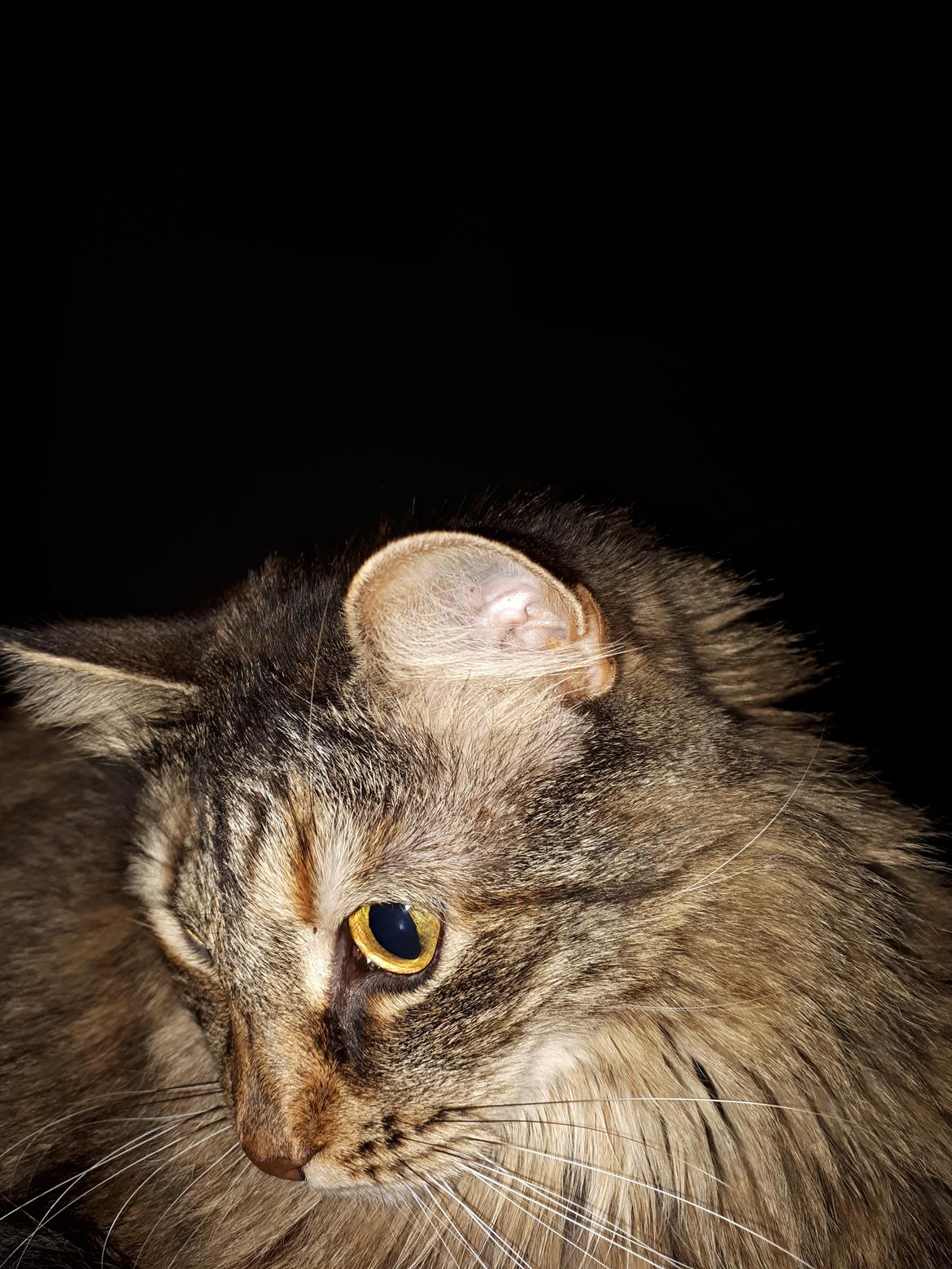 Blanding af racer Olivia billede 23