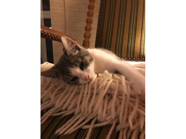 Huskat Felix billede 1