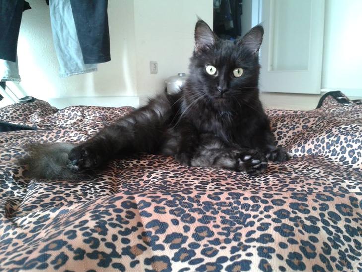 {{currentPhoto.altText}} billede {{currentPhoto.number}}