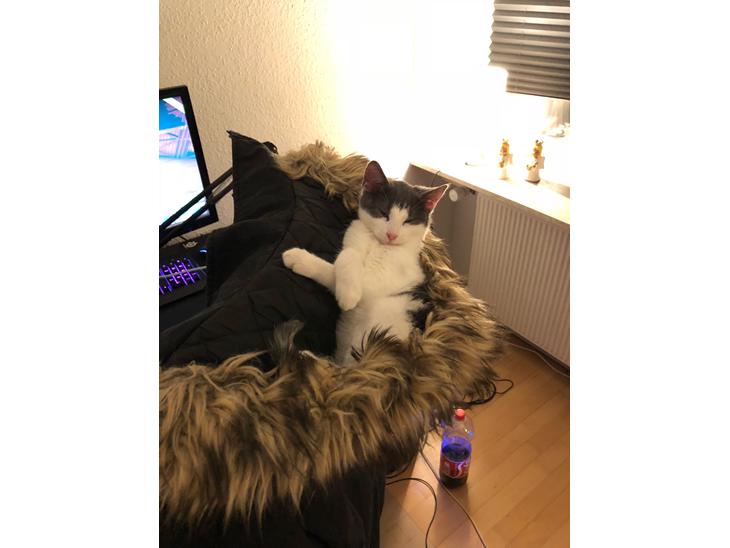 Huskat Sylvester (R.I.P) billede 1