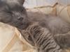 Maine Coon Crane Coon's Baloo 