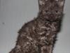 Selkirk Rex  Tzari Yuri