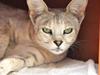 Savannah VikingSavannahs"SHEBA"
