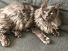 Maine Coon Carlo