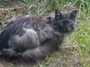 Maine Coon Gustav
