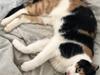 Huskat My tidliger kat 