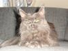 Maine Coon Blackangel's Cleffa