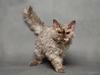 Selkirk Rex  Tzari Oreo
