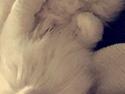 Tyrkisk Angora Milo Aka Max
