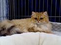British Longhair Gaia von den Kleinen Hexen