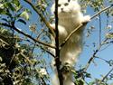 British Longhair Budyn Bueno "Frej"