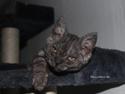 Selkirk Rex Lucifer