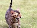 Bengal Echo