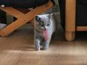 British Shorthair Tinka