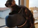 Blanding af racer Thomas Kat